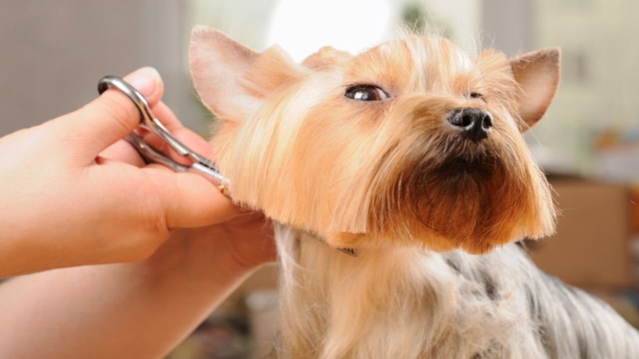 Solutions To Common Causes Of Dog Acting Weird After Grooming