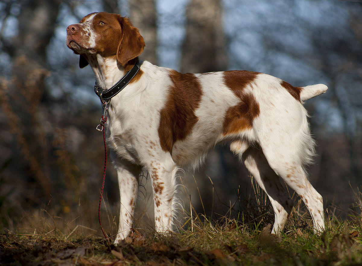 Springer-Spaniel Brittany Breed Overview - At A Glance