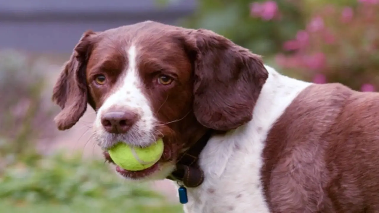 Steps To Take If Your Dog Has Swallowed A Tennis Ball
