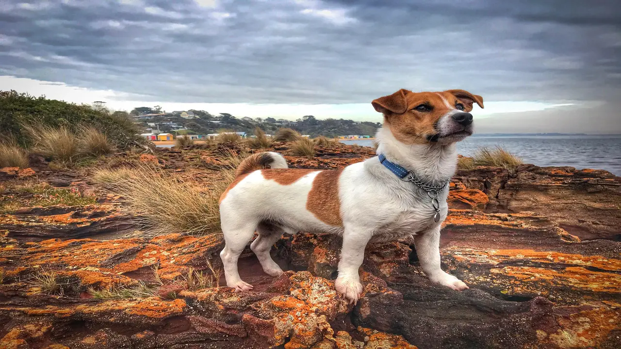 Tail Docking In Jack Russells: Why And How