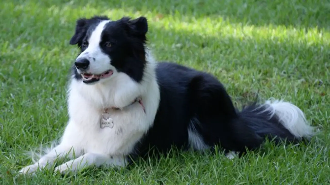 The Benefits Of A Working Line Border Collie Dog