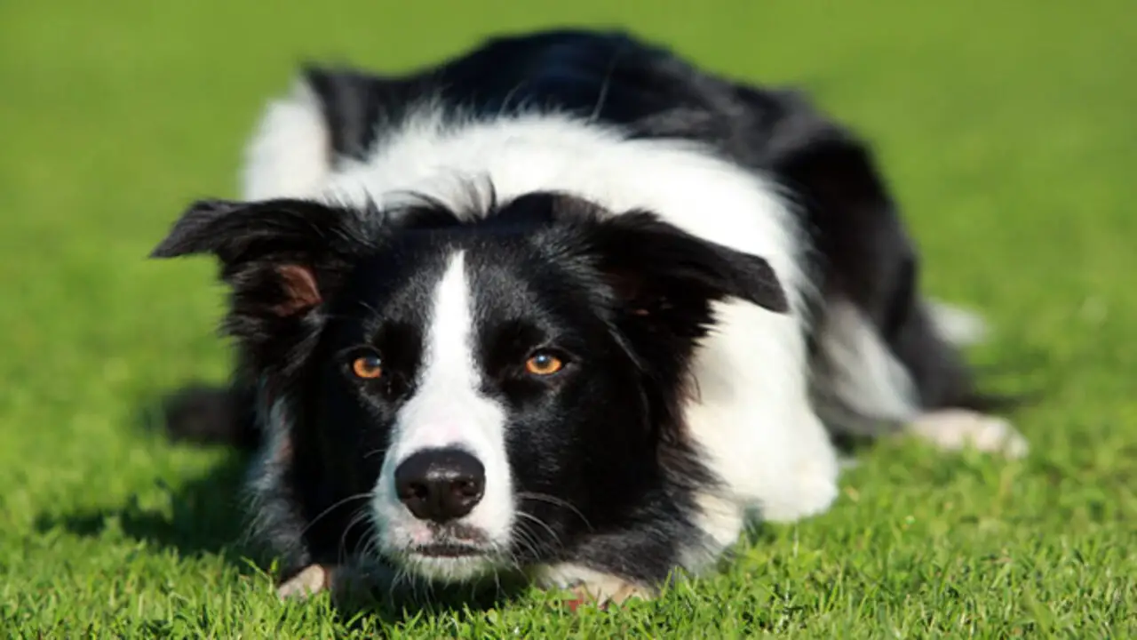 The Bond Between A Working Line Border Collie And Their Owner