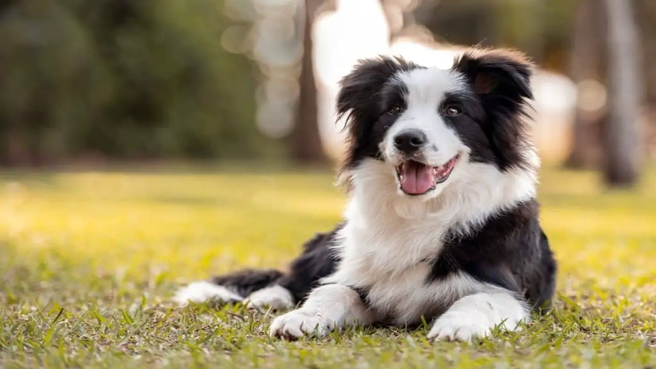 The Characteristics Of Working Line Border Collies