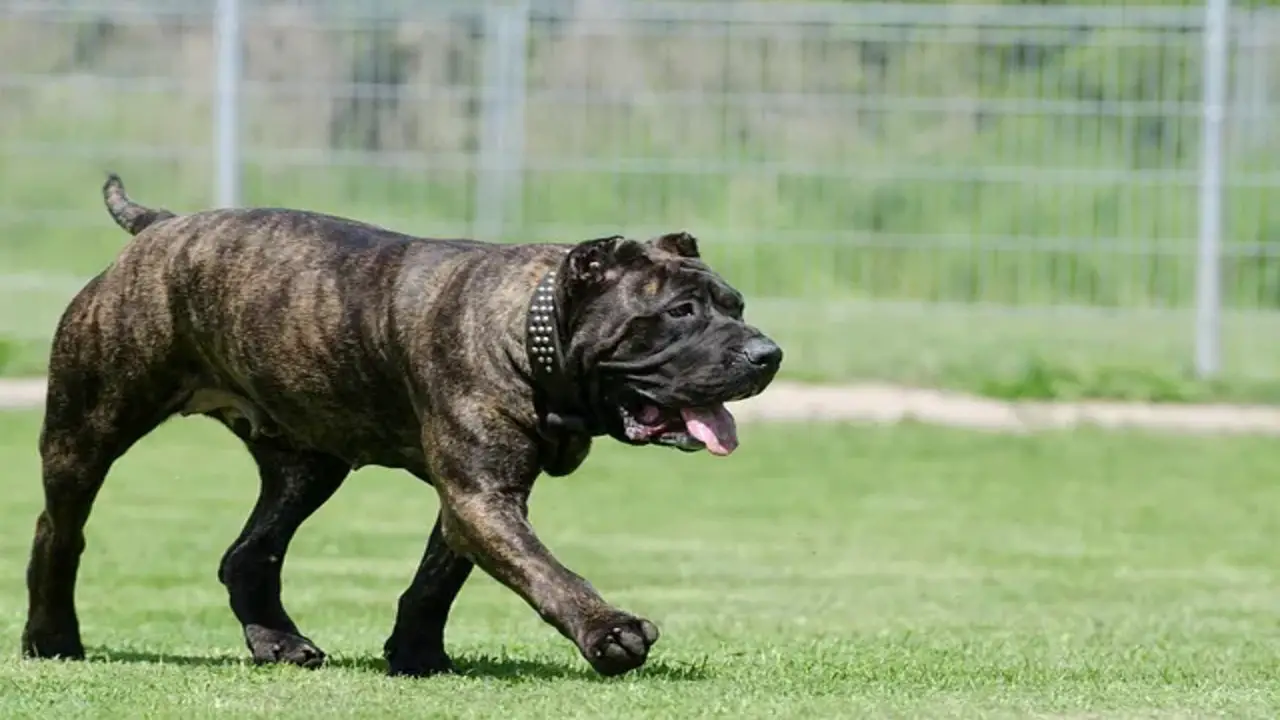 The Historical Background Of The Pitbull And Presa Canario Mix