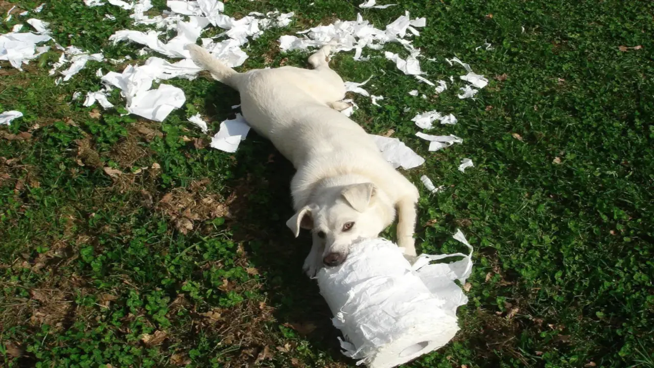 The Importance Of Keeping Napkins Out Of Reach Of Dogs