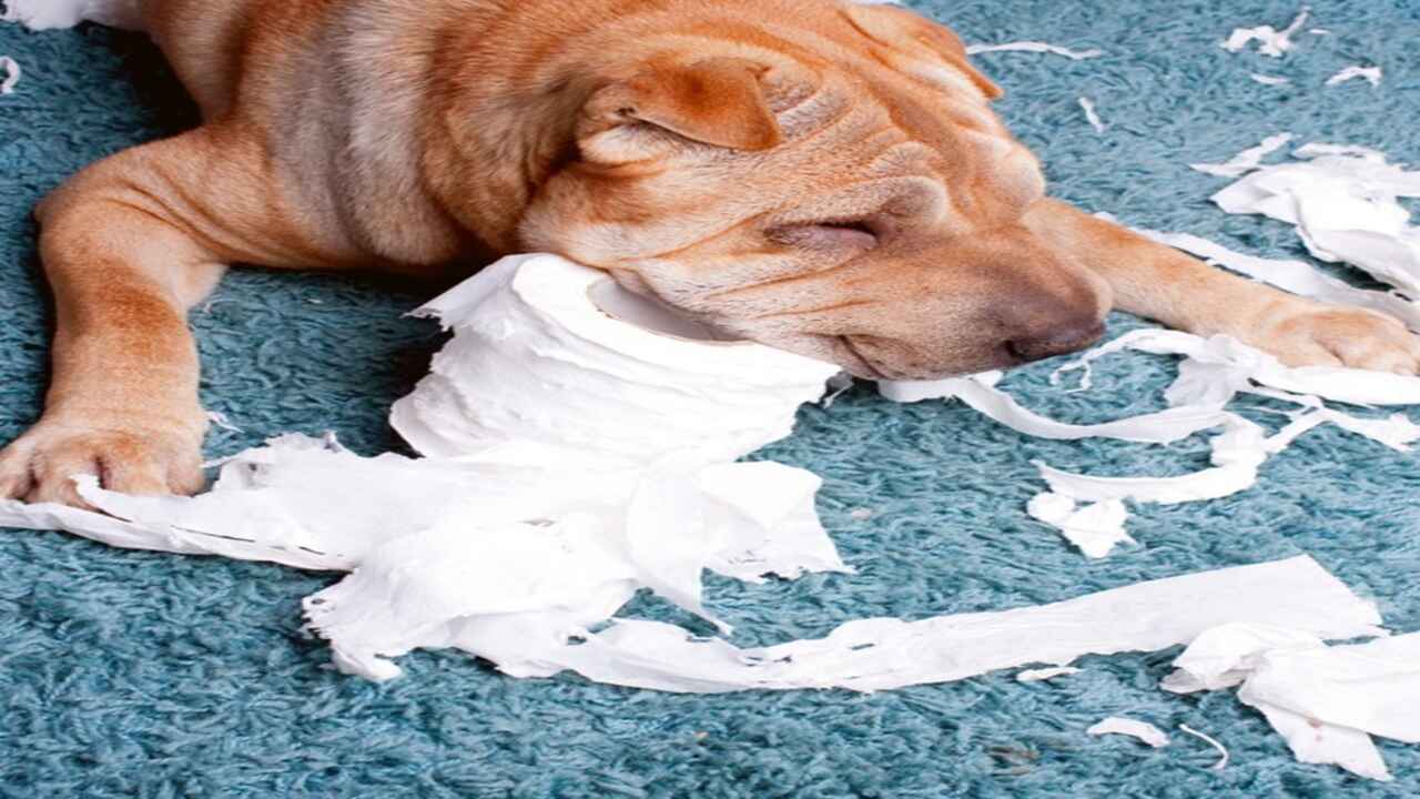 Photo inspiration: Visual Reference: Dog Ate Maxi Pad