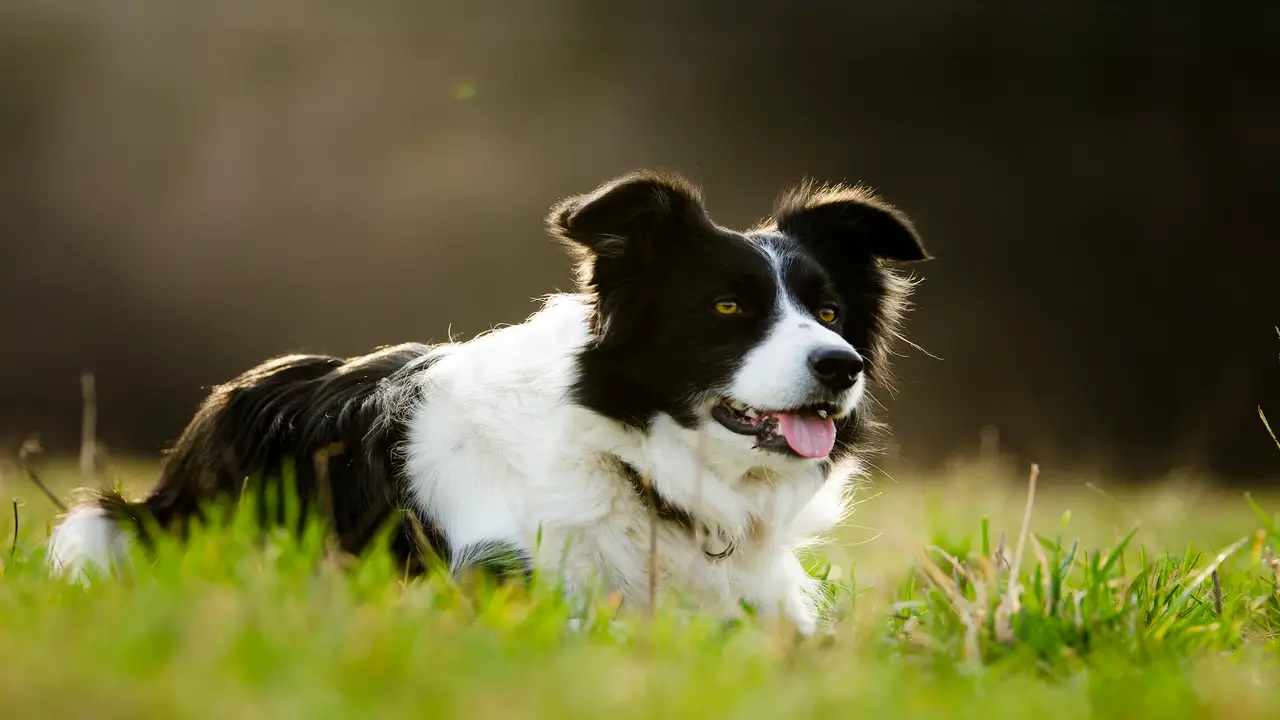 Things To Keep In Mind While Caring For A Working Line Border Collie Puppy