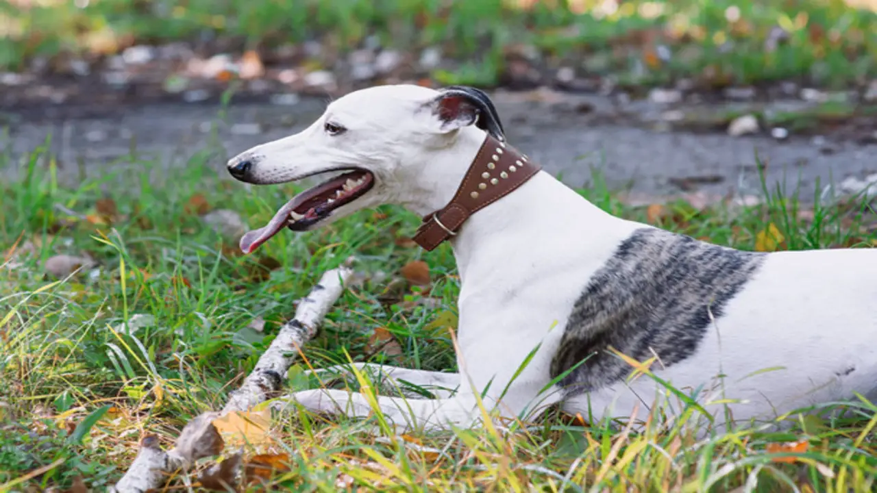 Things To Know When Owning A Border Whippet