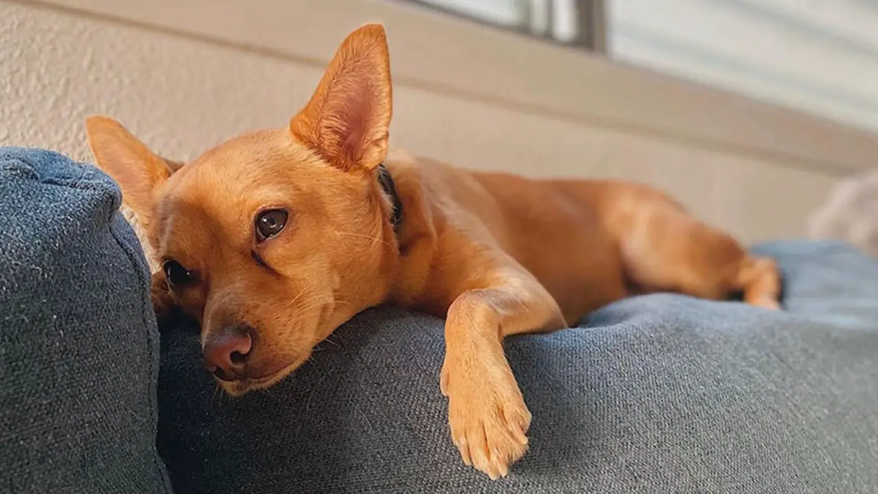 Things To Know When Owning A Lab Basenji Chihuahua