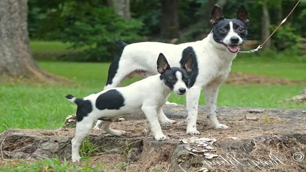 Things To Know When Owning A Lab Rat Terrier Australian Cattle Dog Mix