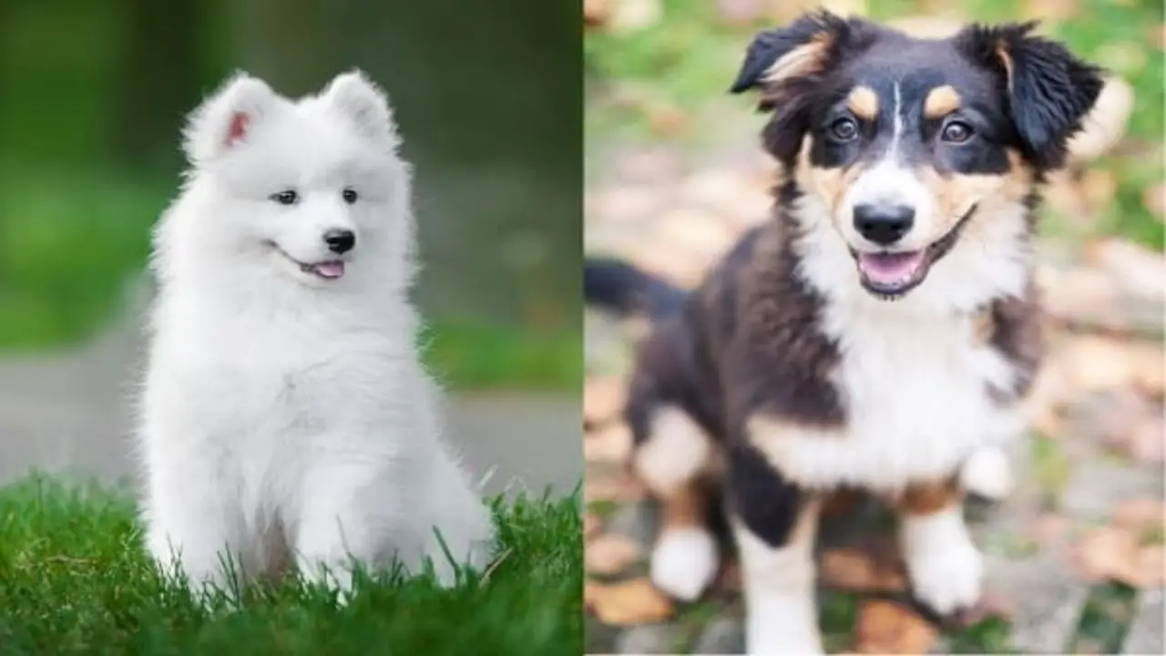Things To Know When Owning A Lab Samoyed Australian Shepherd Mix