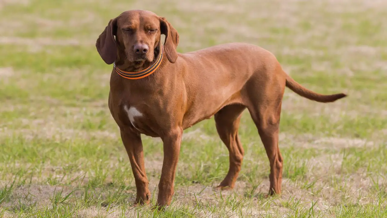 Things To Know When Owning A Redbone Lab