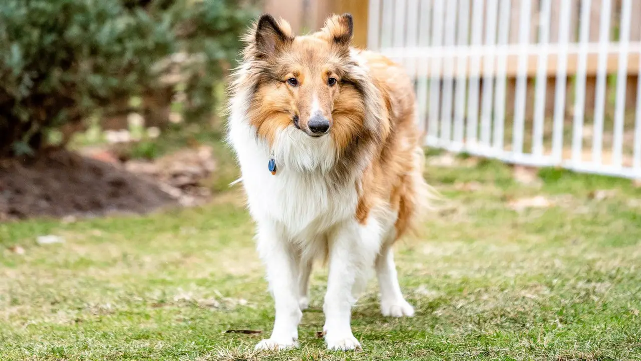 Things To Know When Owning A Shaved -Collie