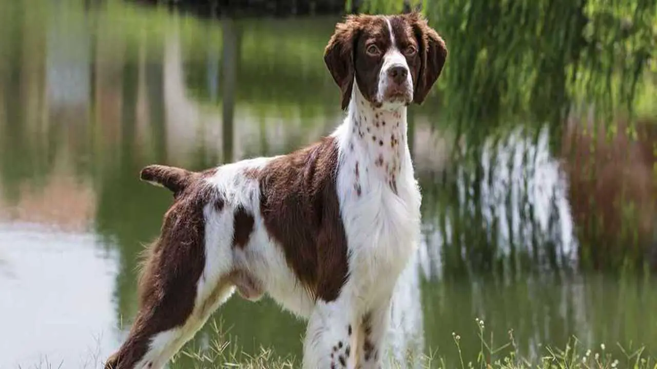 Things To Know When Owning Springer-Spaniel Brittany
