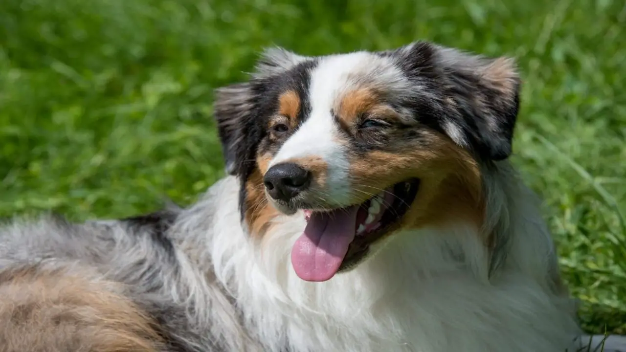 Tips For Keeping Your Aussie's Ears Healthy
