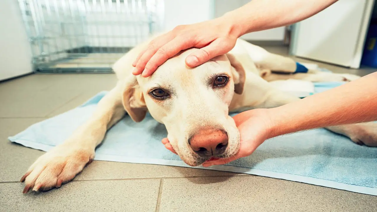 Tips For Managing Seizure Disorders In Dogs