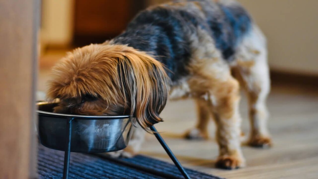 Tips On How To Help Your Overweight -Yorkie Lose Weight