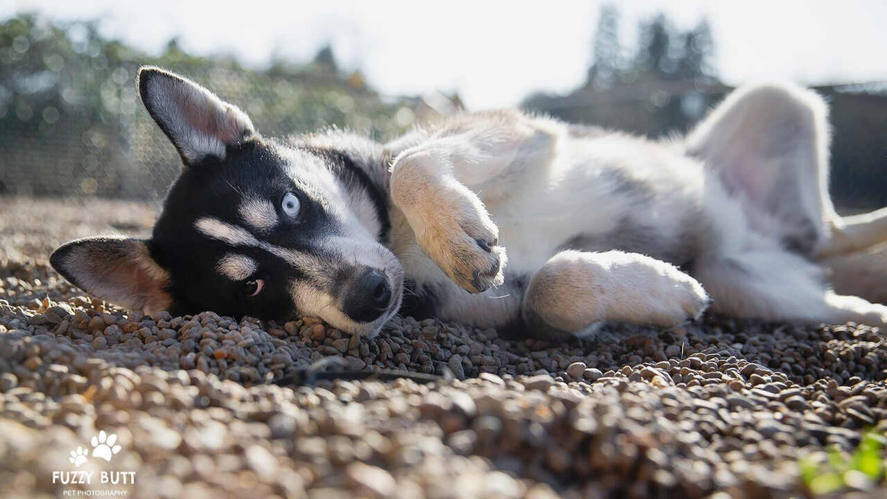 Understanding Husky Rescue In Oregon