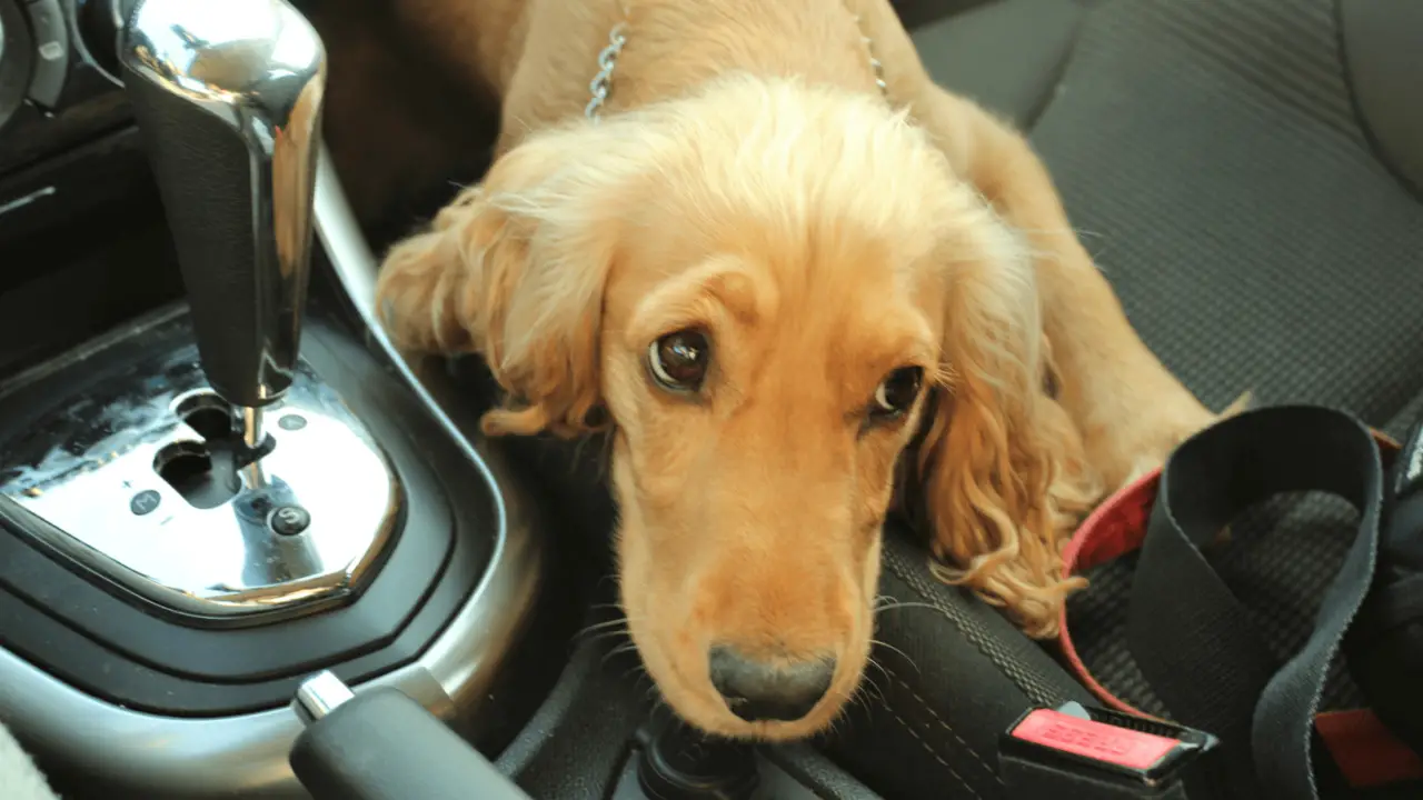 Understanding The Reasons Behind Your Dog's Car Pooping Behavior