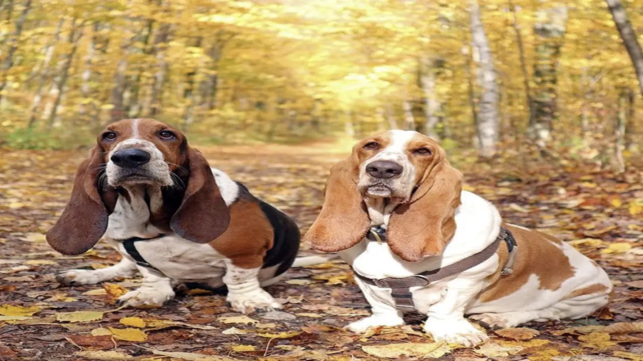 What Are The Differences Between Rare And Common Basset Hound Coat Colours