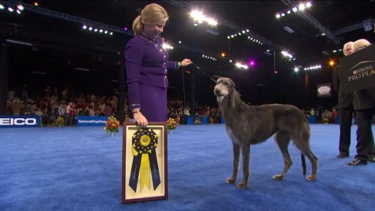 What Do The Colors Of Dog Show Ribbons Mean