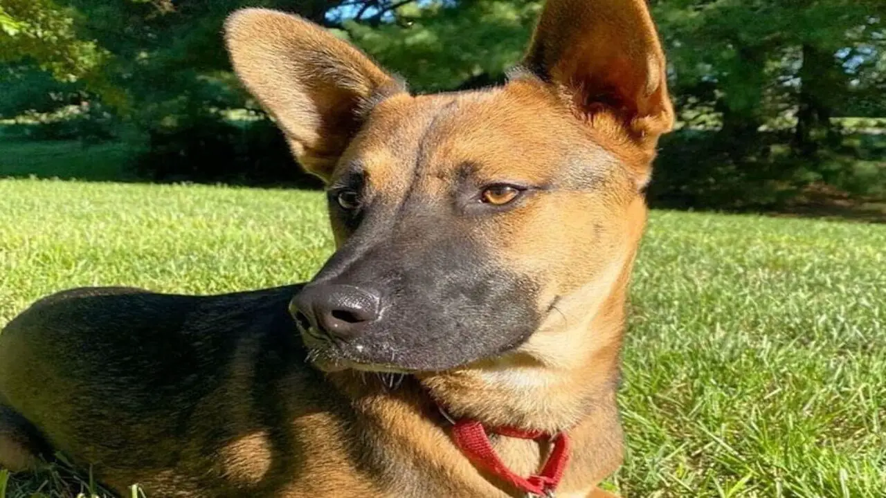 What Is The German Shepherd Cur Mix Breed