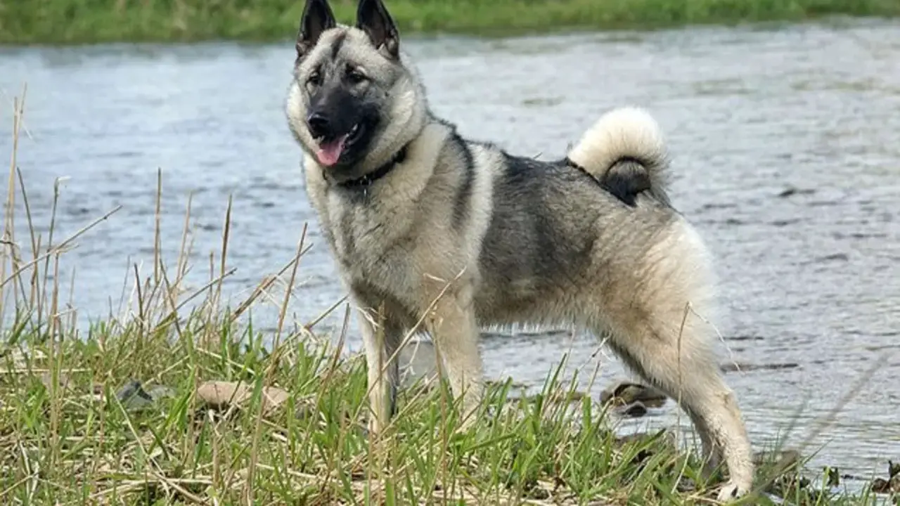 Why Does My Norwegian Elkhound Barking More Than Other Dogs 5 Reasons