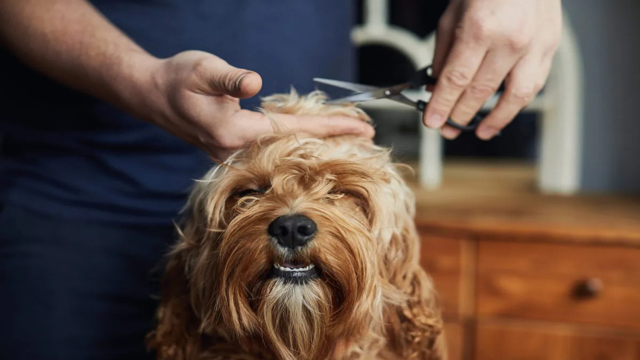 Why Is Your Dog Acting Weird After Grooming