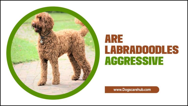 Are Labradoodles Aggressive: A Complete Guide