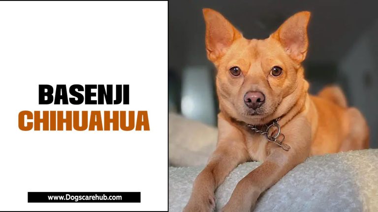 Basenji Chihuahua Mix Temperament, Size, Lifespan, Adoption