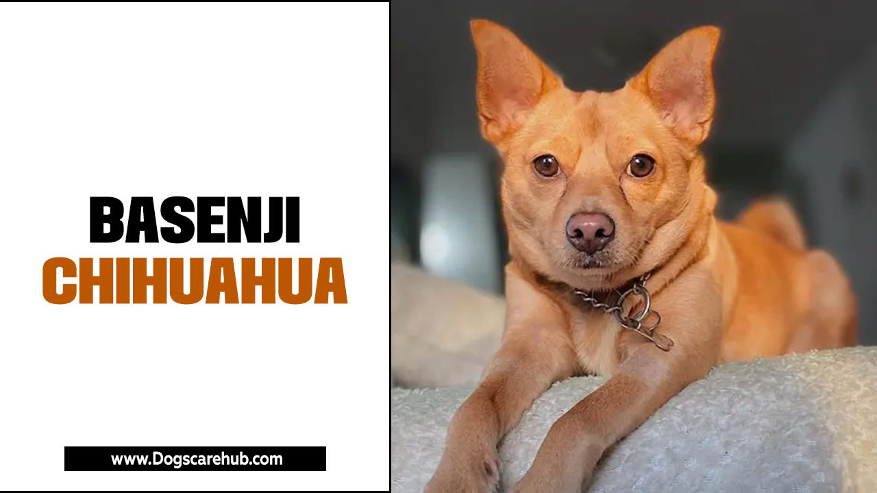 Basenji Chihuahua