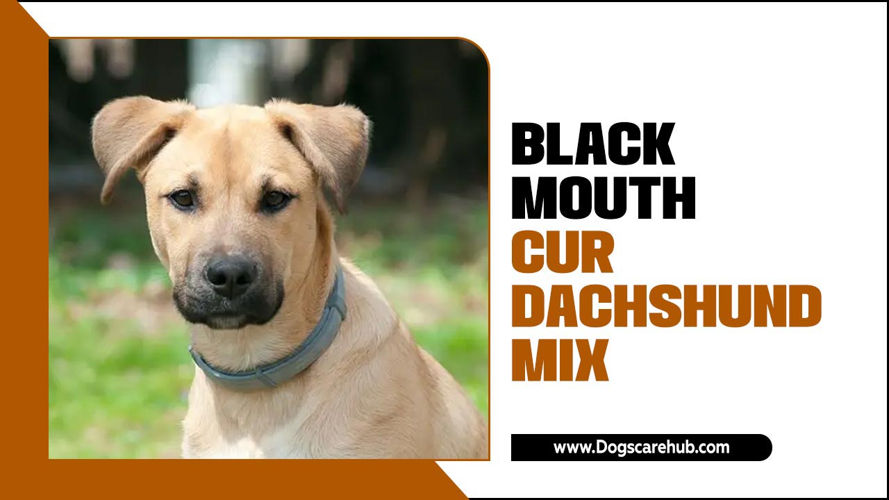 Black Mouth Cur Dachshund Mix