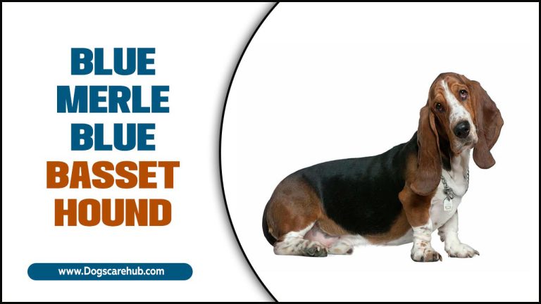 A Guide To Owning A Blue Merle Blue Basset Hound