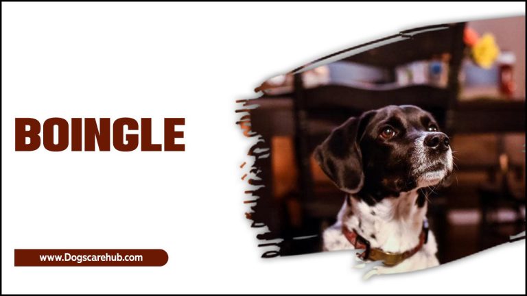 Boingle: Dog Breed Facts And Information