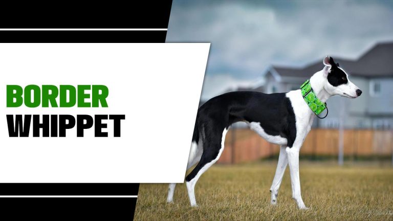 Border Whippet: Information & Characteristics