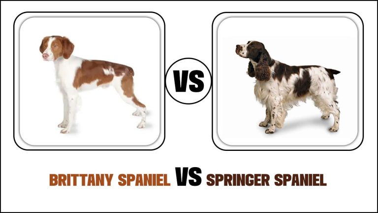 Brittany Spaniel Vs Springer Spaniel: Which Is The Best?