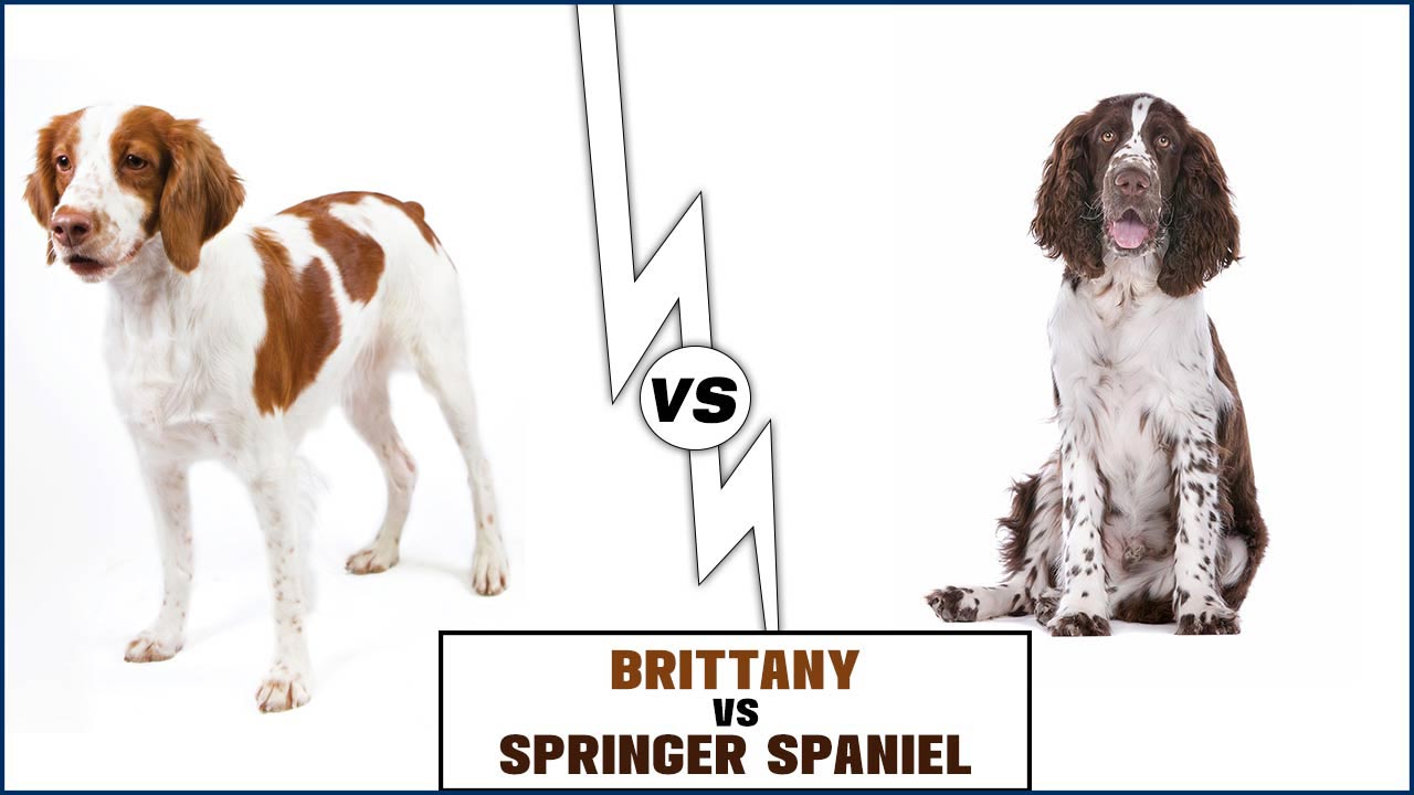 Brittany Vs Springer Spaniel