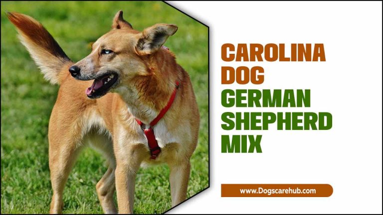 Your Guide To Own Carolina Dog German Shepherd Mix