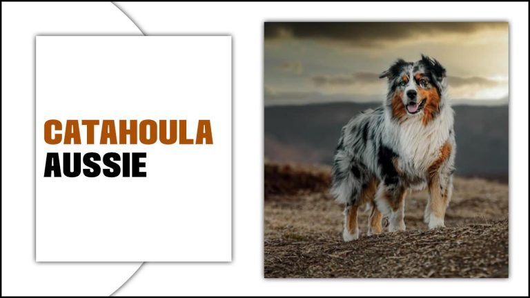 Catahoula Aussie Dog: A Completed Guide