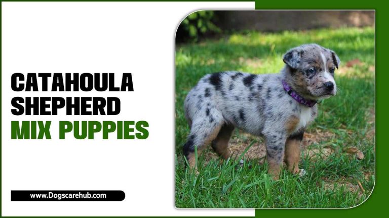 Catahoula Shepherd Mix Puppies: Information & Characteristics