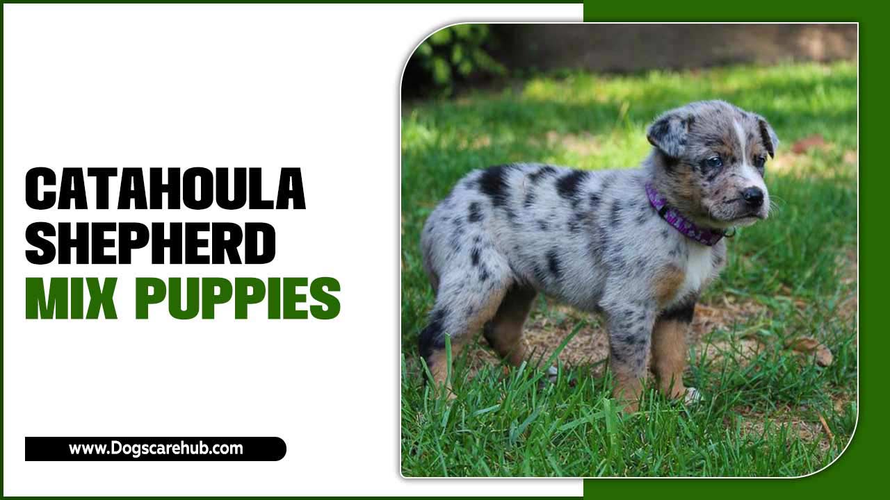Catahoula Shepherd Mix Puppies