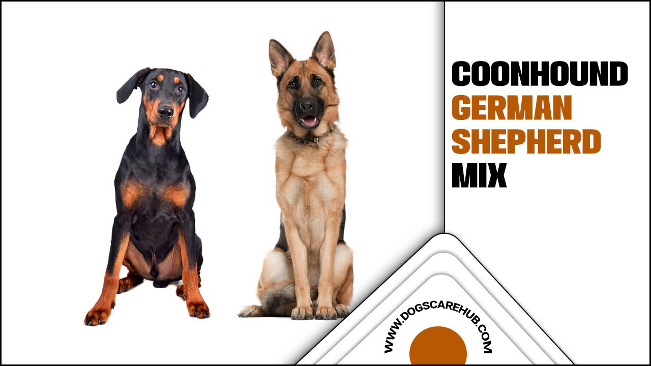Coonhound German Shepherd Mix