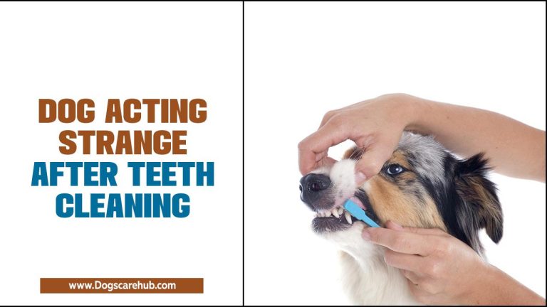 Dog Acting Strange After Teeth Cleaning – Understanding The Behavior