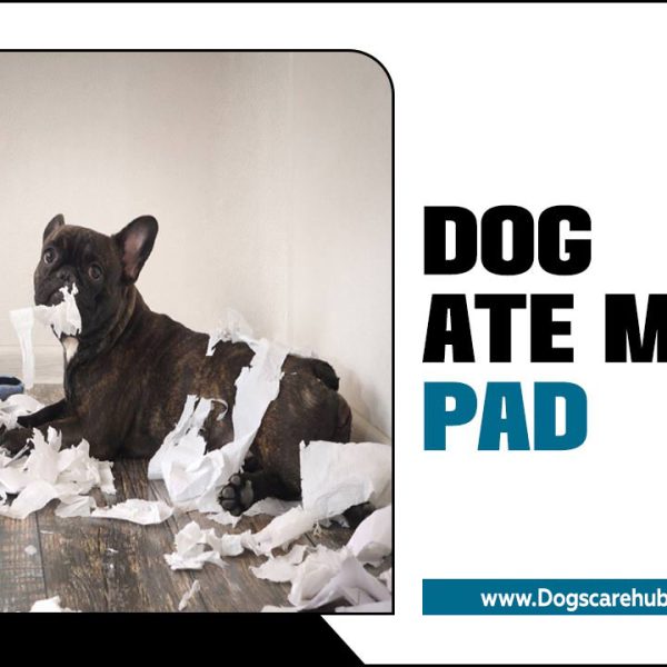 Dog Ate Maxi Pad