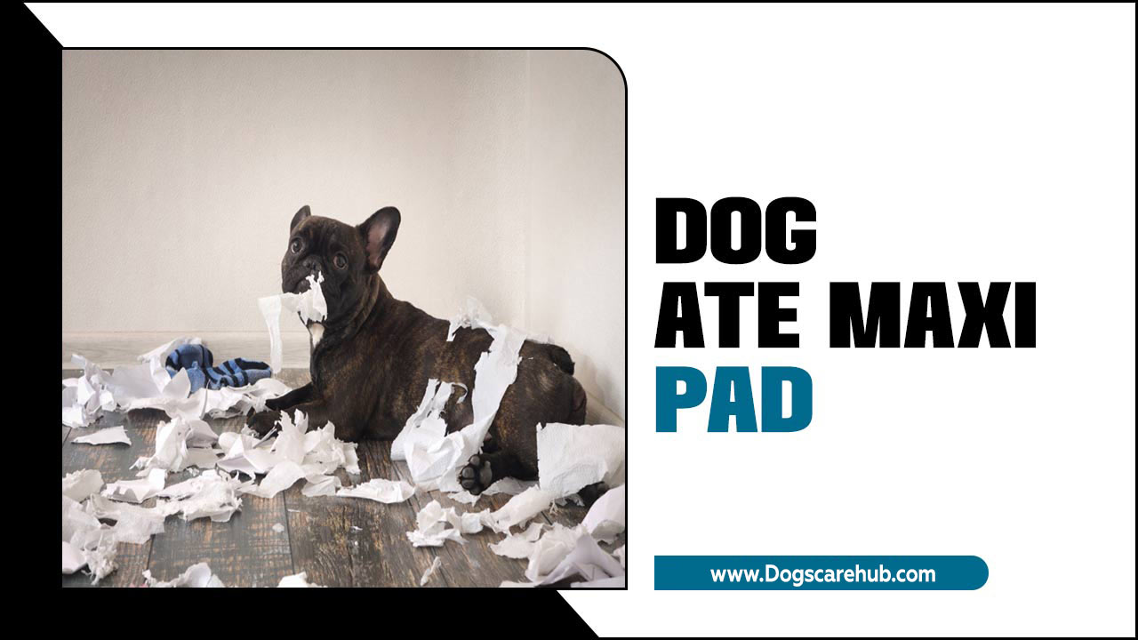 Dog Ate Maxi Pad