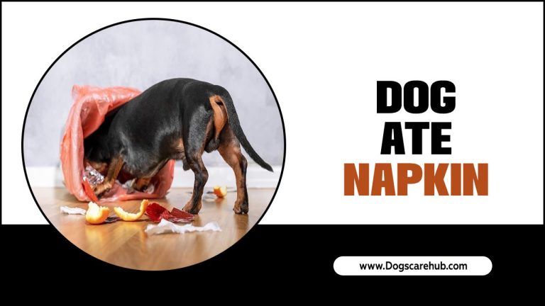 Dog Ate Napkin – What To Do Next