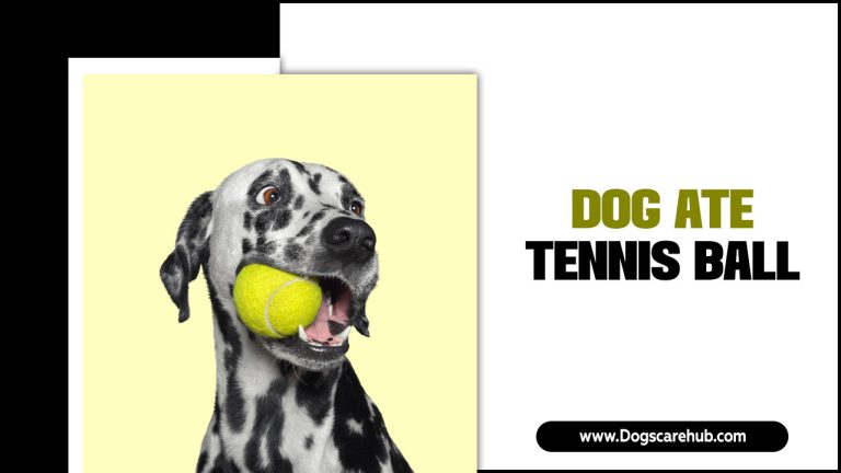 Dog Ate Tennis Ball – What To Do Next