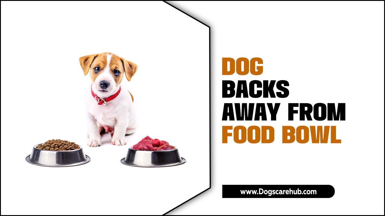 Dog Backs Away From Food Bowl