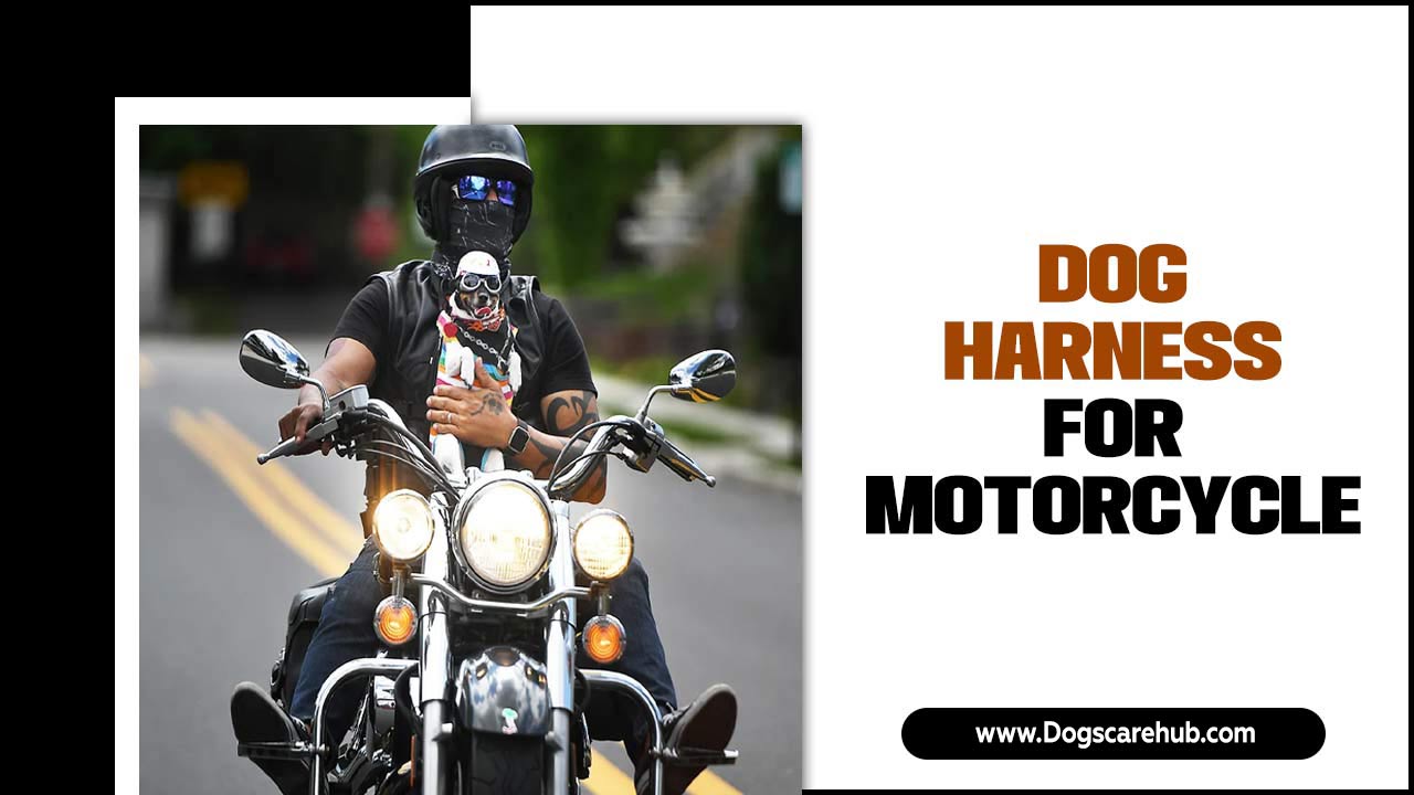 Dog Harness For Motorcycle