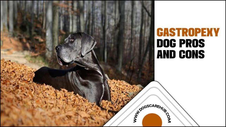 Gastropexy Dog Pros And Cons Analysis